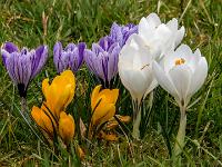 Krokusgruppe mit gelben, weißen und violett gestreiften Blüten